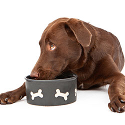 Dog Training - How To Stop Possessiveness With Food